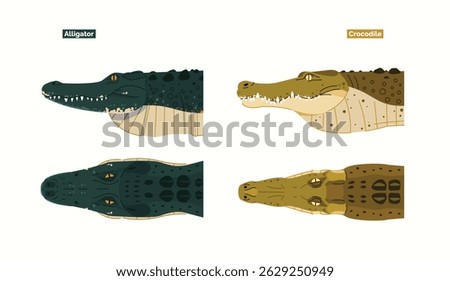 Differences between Crocodile and Alligator Species in Physical Form, Cartoon Vector Illustration Set