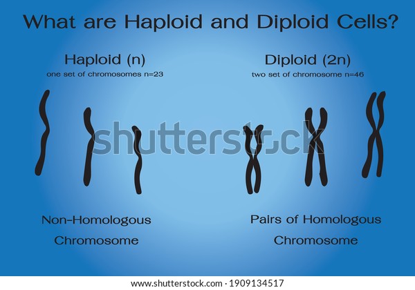 Differences Between Diploid Haploid Chromosomes Stock Vector Royalty