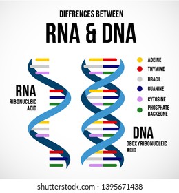 Differences between DNA and RNA. Vector scientific icon spiral of DNA and RNA. 
An illustration of the differences in the structure of the DNA and RNA molecules