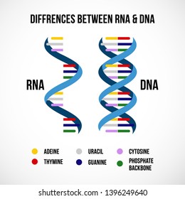 Differences between dna and rna. Vector scientific icon spiral of DNA and RNA. 
An illustration of the differences in the structure of the DNA and RNA molecules