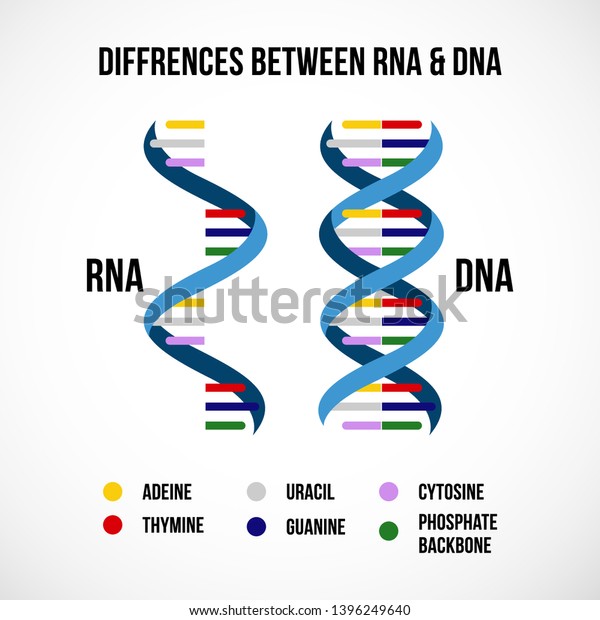 Differences Between Dna Rna Vector Scientific のベクター画像素材 ロイヤリティフリー