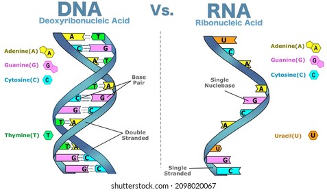 Differences Between DNA vs. RNA,  Double, single stranded helix structure. Deoxyribose, ribose. Deoxyribonucleic acid versus Ribonucleic acid diagram. White back. Biotechnology illustration vector