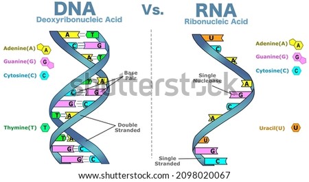 Differences Between DNA vs. RNA,  Double, single stranded helix structure. Deoxyribose, ribose. Deoxyribonucleic acid versus Ribonucleic acid diagram. White back. Biotechnology illustration vector Imagine de stoc © 
