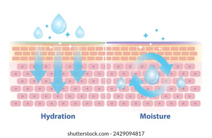 The differences between hydration and moisture vector illustration. Cross section of skin barrier layer hydration, attract, absorb water and moisture, seal on the skin to prevent water loss.