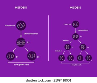 510 Meiosis Stock Vectors, Images & Vector Art | Shutterstock