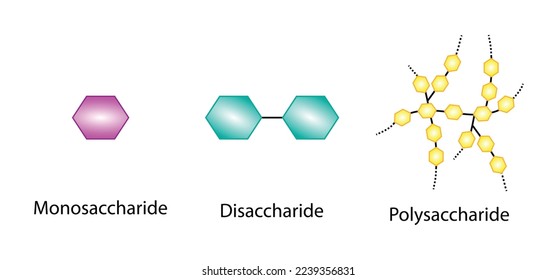 Differences Between Monosaccharide, Disaccharide and Polysaccharide. Glucose, Maltose and Starch. Carbohydrates and Sugars Terminology. Scientific Design. Vector Illustration.
 svg