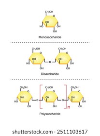 Diferencias entre monosacáridos, disacáridos y polisacáridos. Glucosa, Maltosa y Almidón. Carbohidratos y azúcares. Diseño científico. Ilustración vectorial.