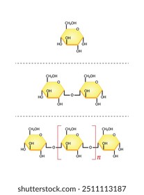 Differences Between Monosaccharide, Disaccharide and Polysaccharide. Glucose, Maltose and Starch. Carbohydrates and Sugars Terminology. Scientific Design. Vector Illustration.