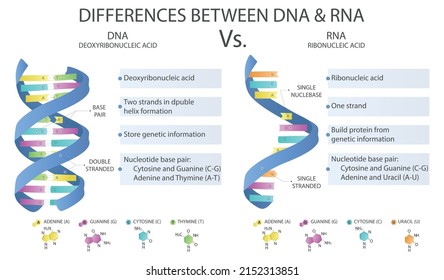 Differences between RNA and DNA. RNA and DNA structures. Medical vector illustration.