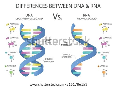 Differences between RNA and DNA. RNA and DNA structures. Medical vector illustration. Imagine de stoc © 