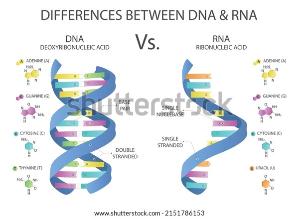 Differences Between Rna Dna Rna Dna Stock Vector (Royalty Free ...