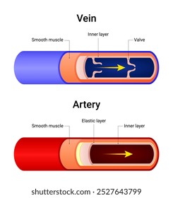 Unterschiede zwischen Venen und Arterien