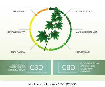 Differences Of CBD,infographic On White Background,poster Template.