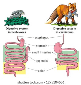 Differences of digestive system between  carnivores and herbivores animals