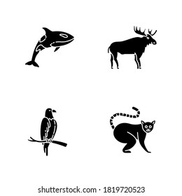 Different animal species black glyph icons set on white space. Killer whale, exotic lemur, eagle and elk silhouette symbols. Predatory bird, land animals and sea life. Vector isolated illustrations