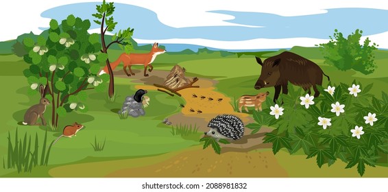 Different animals (mammals, birds, insects) and plants in their natural habitat