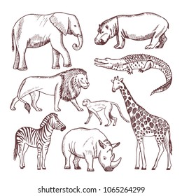 Different animals of savana and africa. Wild safari animals, african nature wildlife. Vector illustration