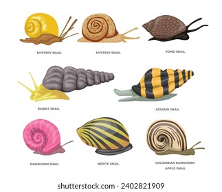 Diferentes conjuntos de caracoles acuarios aislados en fondo blanco, Jardín de caricaturas y animal acuario, consisten en Misterio, Estanque, Conejo, Asesino, Ramshorn, Nerite, Colombia, Ramshorn, Apple