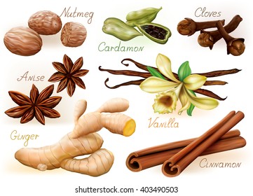 Different aromatic spices set on white background. Vector Illustration