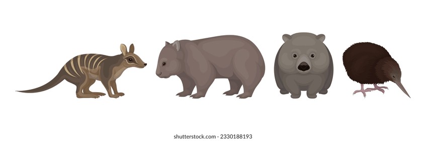 Different Australian Animals with Wombat, Bandicoot and Echidna Vector Set