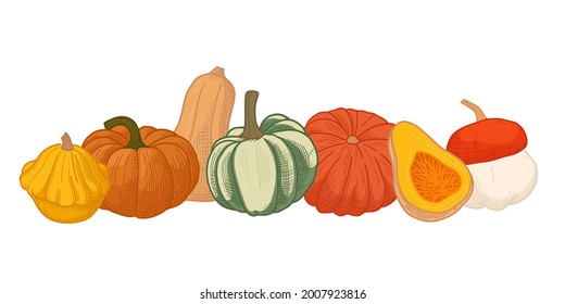 Diferentes calabazas otoñales. Dibujo vintage de verduras frescas maduras. Cosecha de otoño. Ilustración vectorial dibujada a mano, aislada en fondo blanco