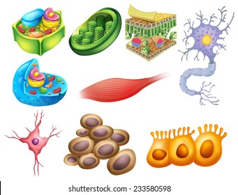 Different Biology Cells On A White Background 