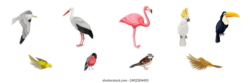 Different Birds and Aves with Feathers and Beak Vector Set