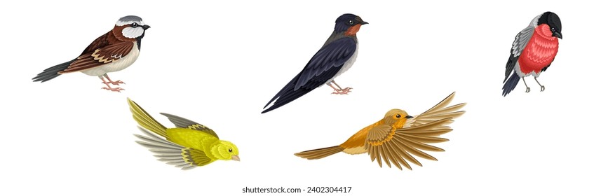 Different Birds and Aves with Feathers and Beak Vector Set