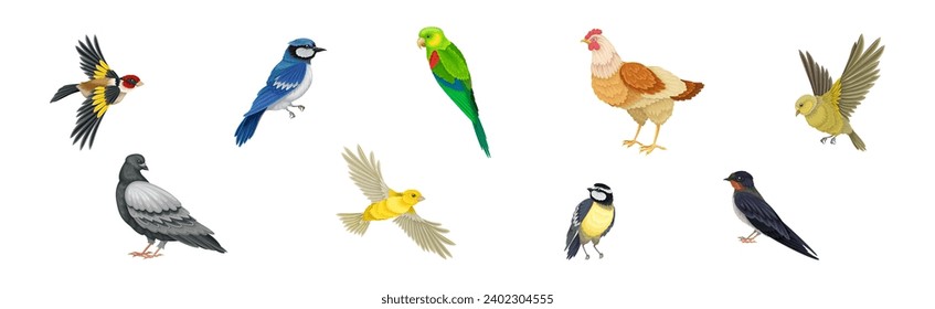 Different Birds and Aves with Feathers and Beak Vector Set