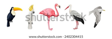 Different Birds and Aves with Feathers and Beak Vector Set