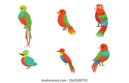 Different Birds With Bright Colorful Plumage Vector Illustration Set Cartoon Character