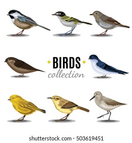 Different Birds collection. Sandpiper, swallow, trush, Vaux's-Swift, Vireo, Wren, Warbler, Wren