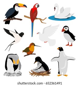 Different birds isolated on white background. Vector illustration