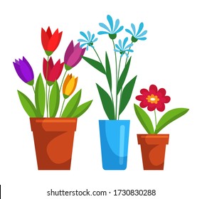 Verschiedene blühende Blume in Keramik Topf floristisch gesetzt isoliert auf weißem Hintergrund. Schöne Hauspflanze mit Blütenknospe, grüne Blätter. Blumentopf Sortiment. Botanik-Komposition. Gartenarbeit, Blumenstrauß