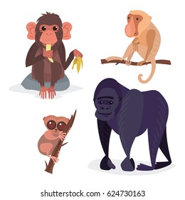 Different breads monkey character animal wild zoo ape chimpanzee vector illustration.