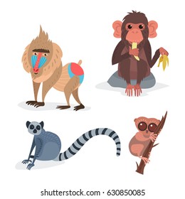 Different breads monkey character animal wild zoo ape chimpanzee vector illustration.