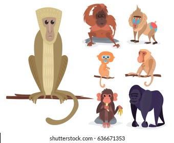 Different breads monkey character animal wild zoo ape chimpanzee vector illustration.