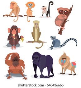 Different breads monkey character animal wild zoo ape chimpanzee vector illustration.