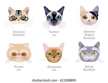 British Shorthair Cat Cartoon Images Stock Photos Vectors