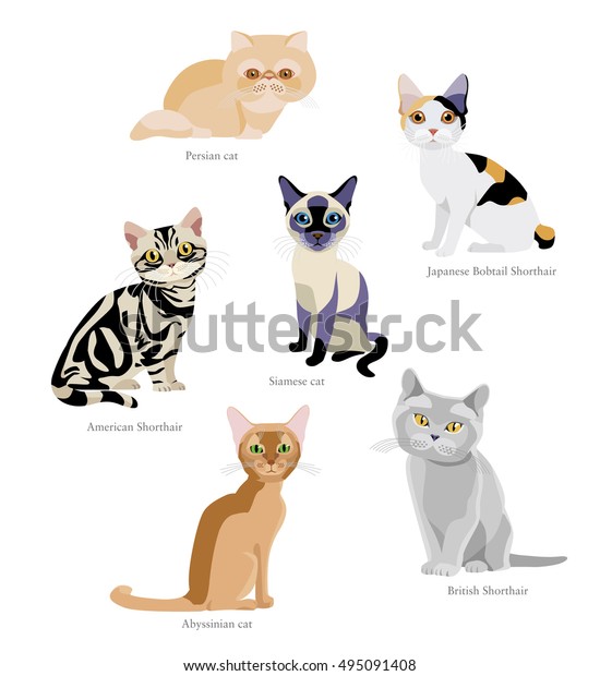 Different Breeds Cats Persian Japanese Bobtail Stock Vector