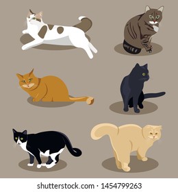 Different breeds of cats in different poses. Flat illustrations on brown background.