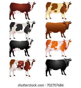 Different breeds of cows. Vector Illustration.