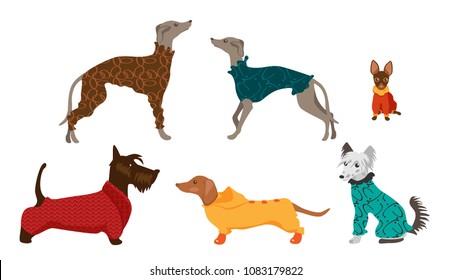 different breeds of dogs in dog clothes vector set. Italian Greyhound, Toy Terrier, Chinese Crested Dog, dachshund, Scotch Terrier. 