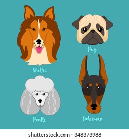 Different breeds of dogs. sheltie,poodle,pug,doberman.Doggy characters. Cartoon vector illustration.Set of 4 stickers, handmade. Head. Icons