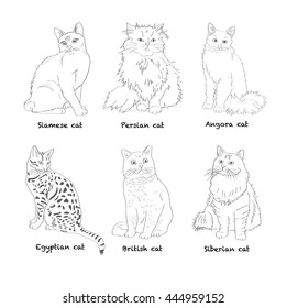 Different breeds of fluffy and hairless cats. Pencil sketch characters pets. Vector illustration.