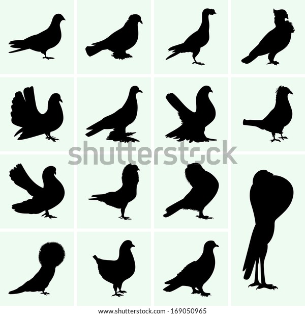 Different Breeds of
Pigeons, vector
symbols