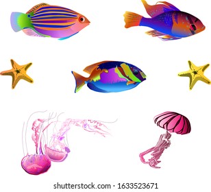 Different bright tropical fish, jellyfish and sea stars on a white background marine life collection