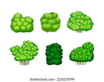 Different Bushes as Perennial Woody Plant with Dense Foliage Cover Vector Set