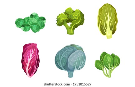 Different Cabbage with Broccoli and Pak Choi Vector Set