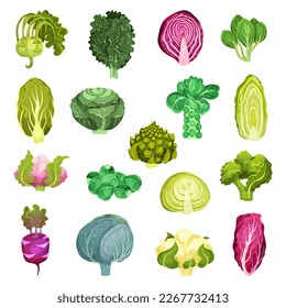 Different Cabbage with Broccoli and Pak Choi Big Vector Set